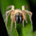 Sac Spiders - Photo (c) Markus Horrer, all rights reserved, uploaded by Markus Horrer