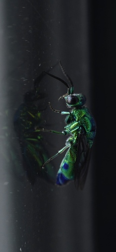 Chrysis lincea