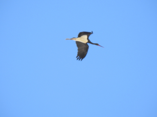 Avistamiento Cigüeña negra (Doñana)