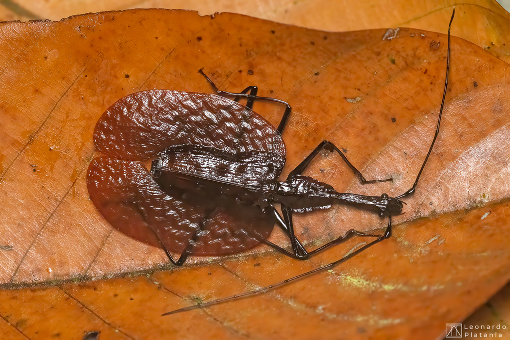 Javan Fiddle Beetle (Mormolyce phyllodes) · iNaturalist