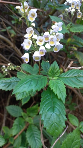 Jovellana punctata Ruiz & Pav.