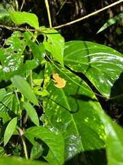 Dendropsophus phlebodes image
