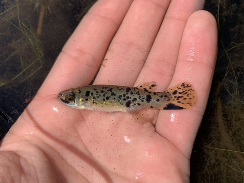Golden Topminnow