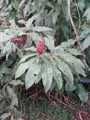 Costus lima image