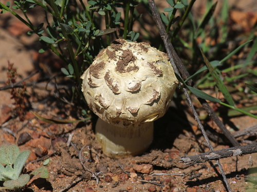 Gasteroid Agaricus