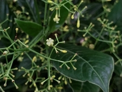 Psychotria marginata image