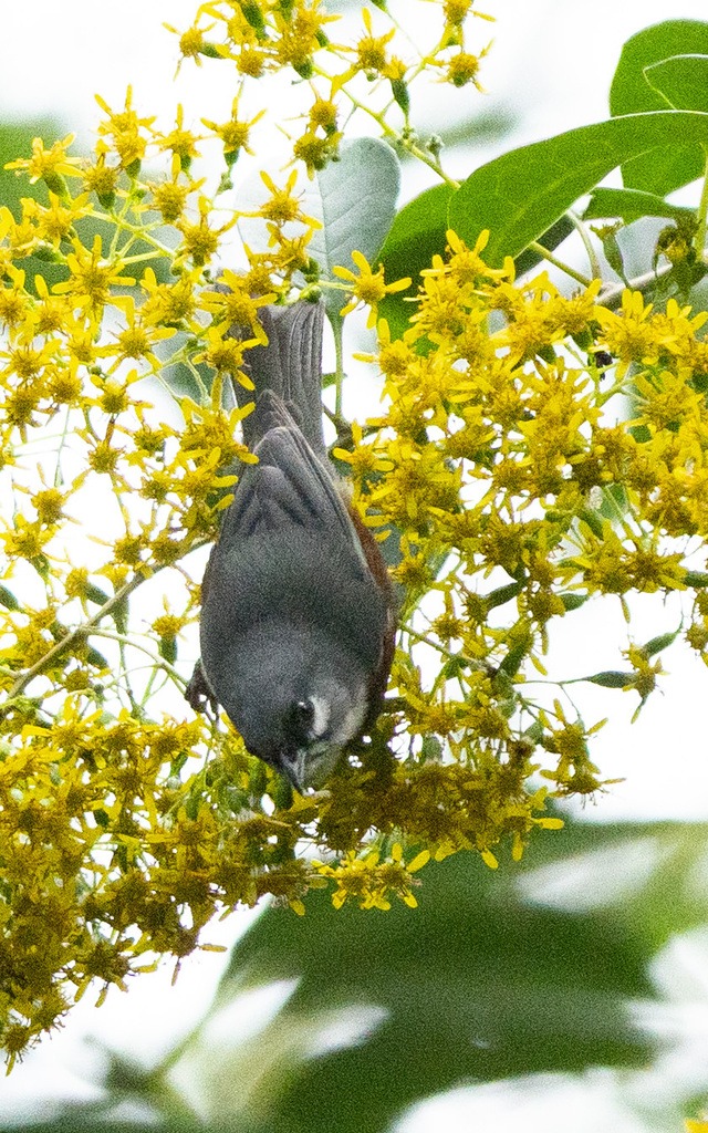 Bay-chested Warbling-Finch from Itatiaia - State of Rio de Janeiro ...