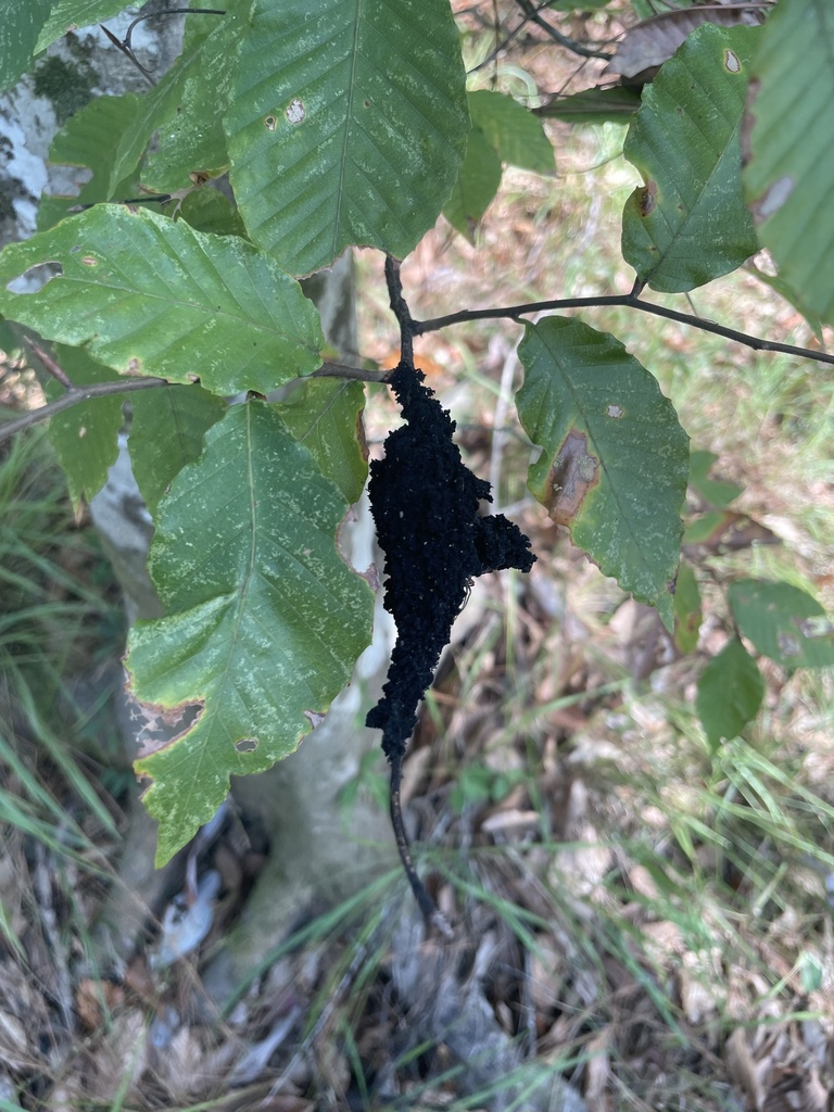 Honeydew Eater from Fort Johnson, Leesville, LA, US on September 30