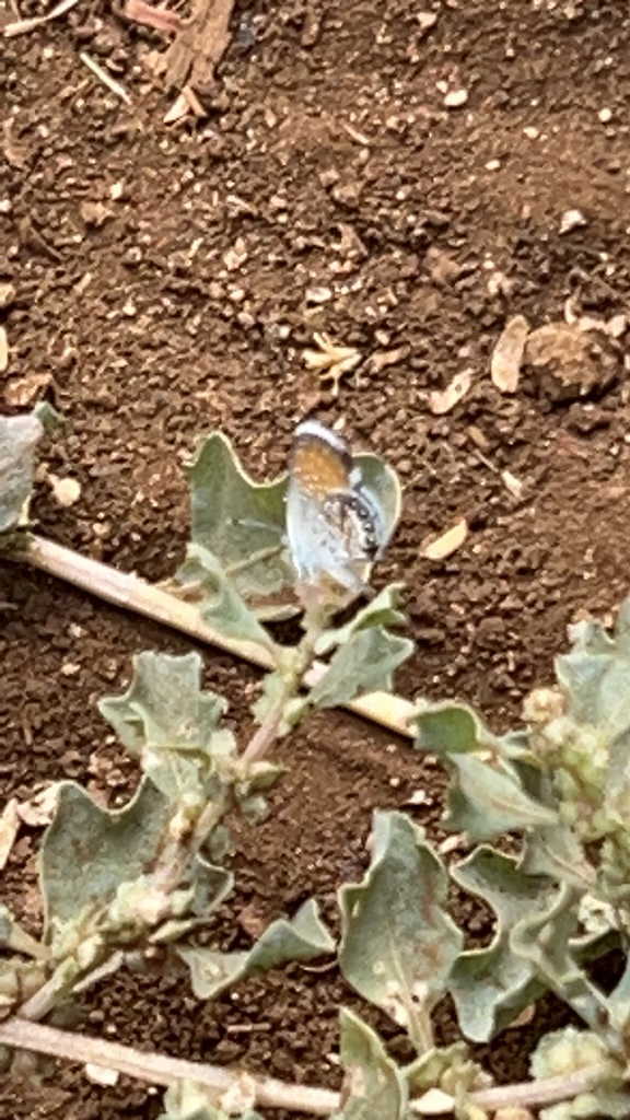 Western PygmyBlue from West Loch Estates on October 1, 2023 at 1035