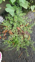 Image of Polypremum procumbens