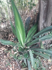 Image of Agave lechuguilla