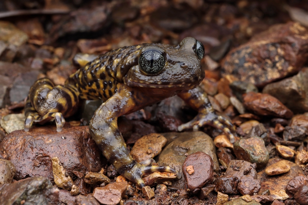 Large Toothed Toad