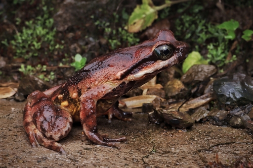 Atympanophrys