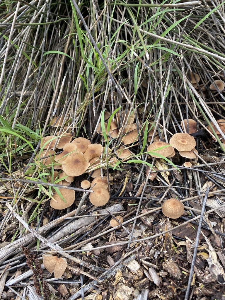 gumtree deceiver from San Dieguito River Park, San Diego, CA, US on