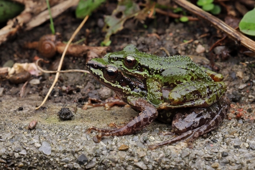 Amolops granulosus