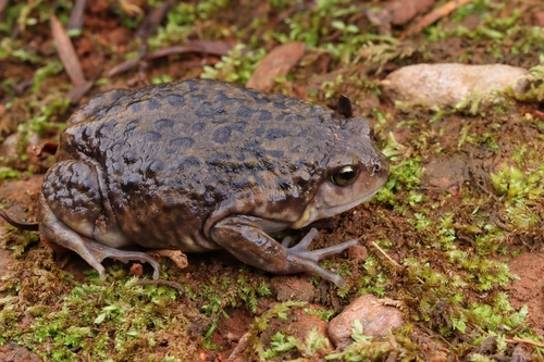 Verrucous Digging Frog