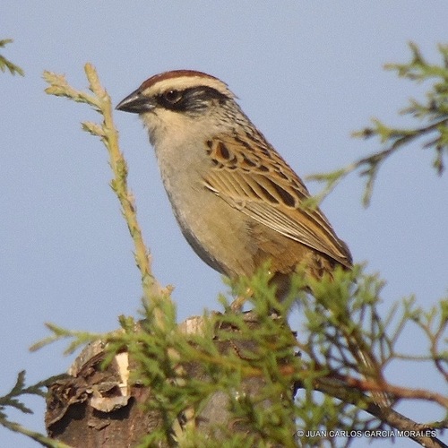 Striped Sparrow