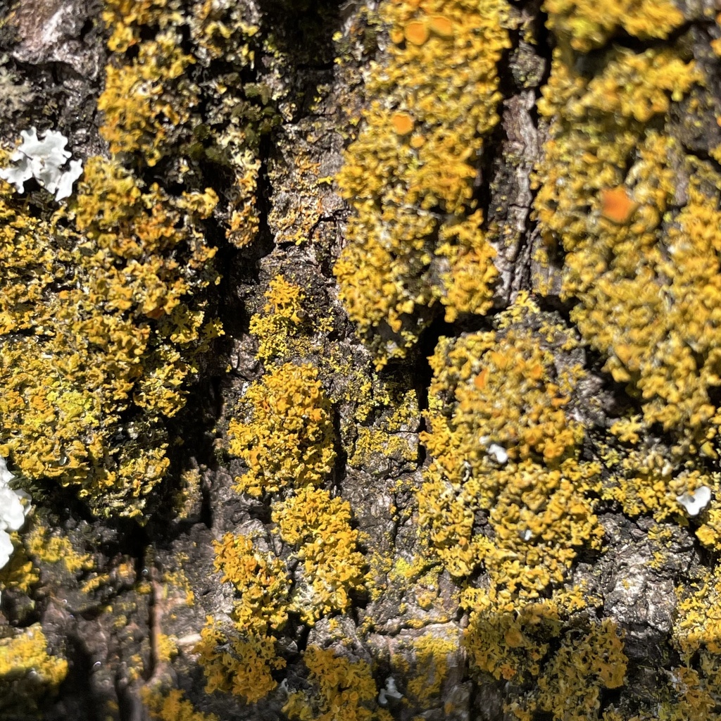 bare-bottom-sunburst-lichen-from-dogwood-dr-se-conyers-ga-us-on