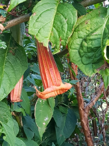 salmon angel's trumpet (Brugmansia vulcanicola)