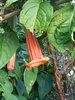 Salmon Angel's Trumpet - Photo (c) Efrain Freire, all rights reserved, uploaded by Efrain Freire