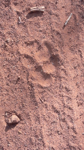 Striped Hyaena