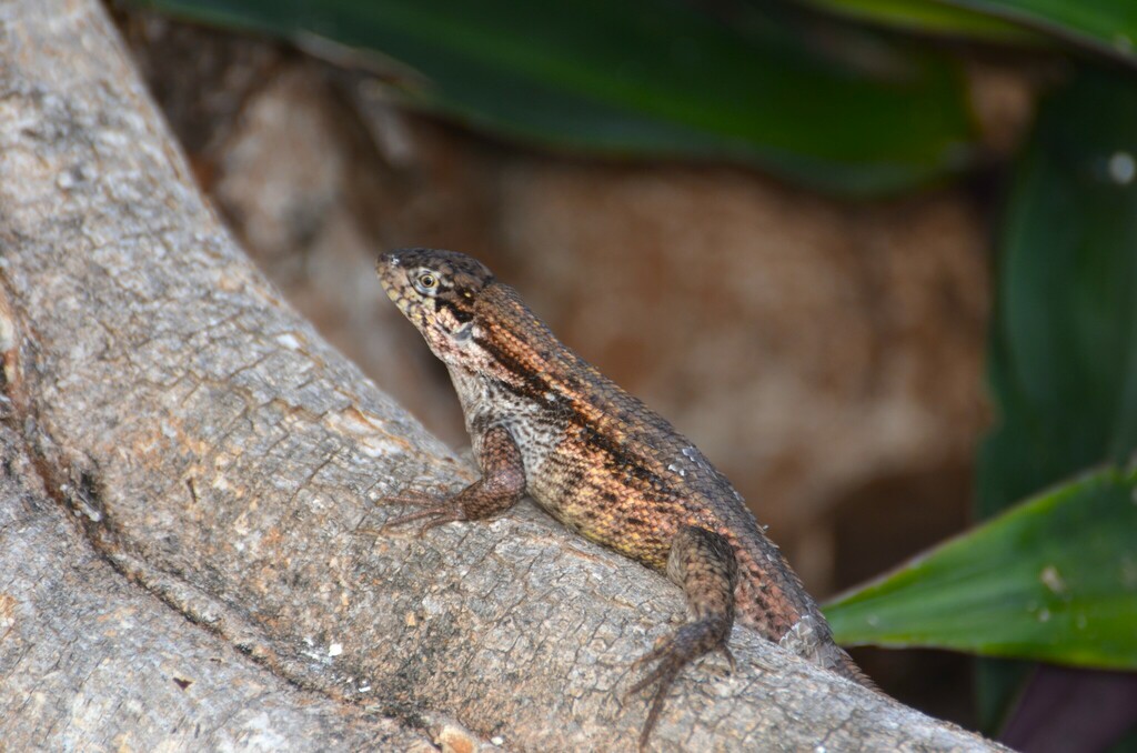 Northern Curly-tailed Lizard from West End, FL, USA on September 6 ...