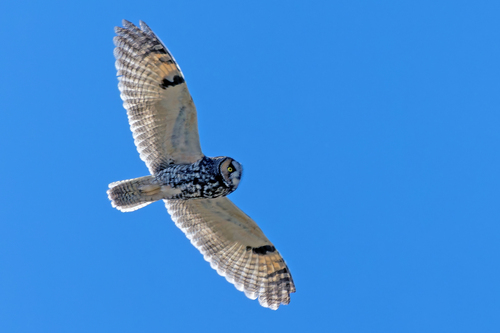 Long-eared Owl