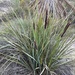 Lomandra hastilis - Photo (c) OzGadabout, all rights reserved, uploaded by OzGadabout