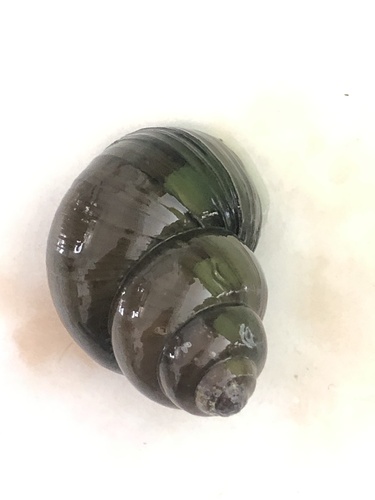 Chinese Mystery Snail