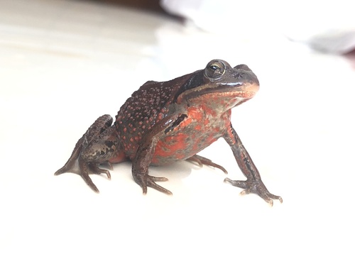 Siberian Wood Frog