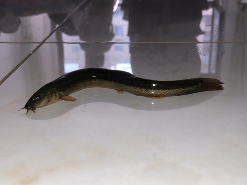 Oriental Weatherfish