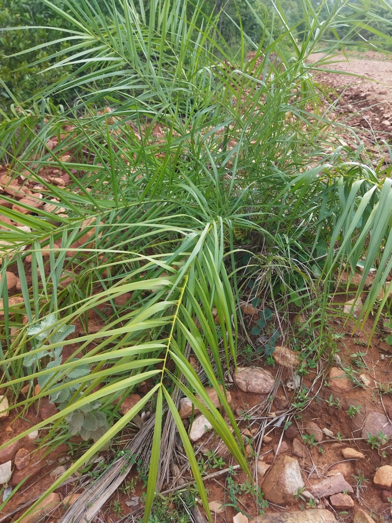 sugar date palm from PH7P+WMW, Chindepalle, Andhra Pradesh 517619, India on October 1, 2023 at