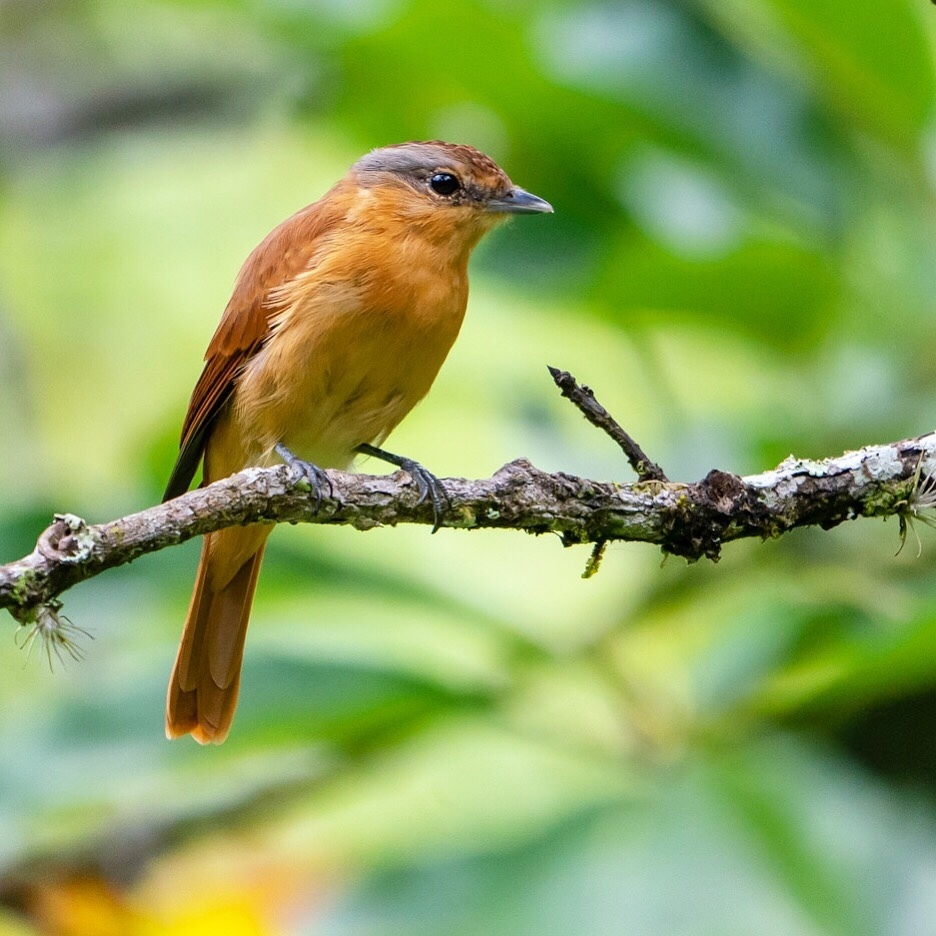 Chestnut-crowned Becard (Pachyramphus castaneus) photo