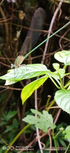 plain flashwing