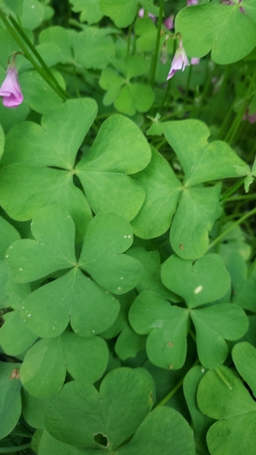 pink-sorrel