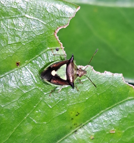 Carbula scutellata
