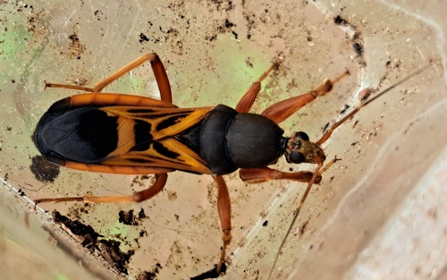 Ectomocoris elegans