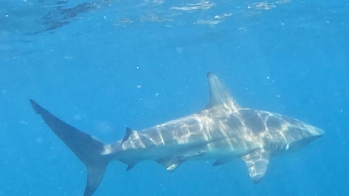 Common Blacktip Shark