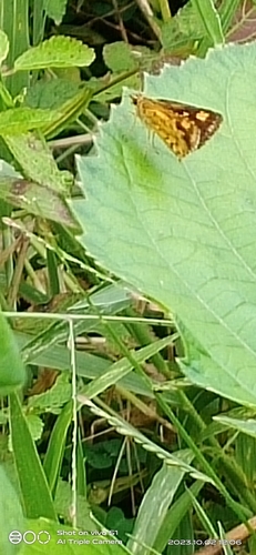 Common Bush Hopper