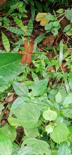 Russet Percher