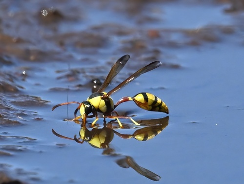 Delta lepeleterii