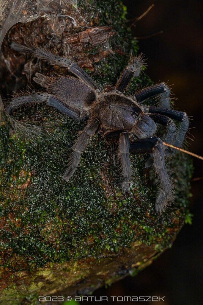 Asian Smokey Earth-tiger Tarantula in October 2023 by Artur Tomaszek ...