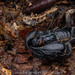 林神異距蠍 - Photo 由 Artur Tomaszek 所上傳的 (c) Artur Tomaszek，保留所有權利