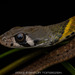 Siamese Red-necked Keelback - Photo (c) Artur Tomaszek, all rights reserved, uploaded by Artur Tomaszek