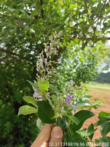 simpleleaf chastetree