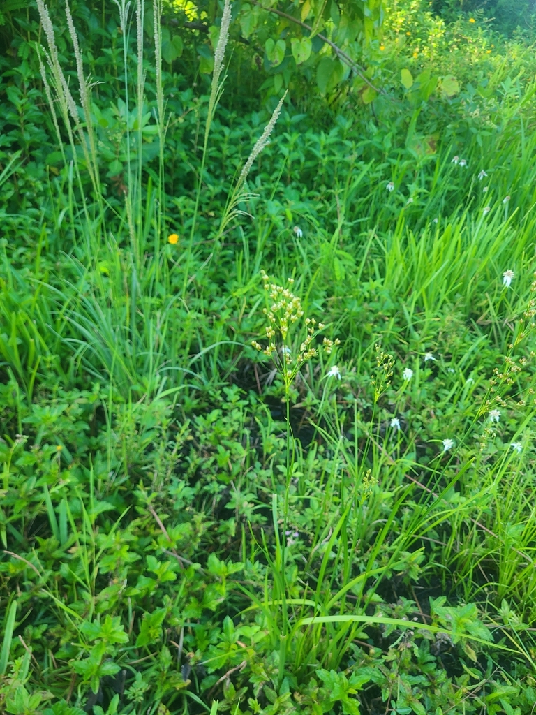 Large Grass-leaved Rush from PT CHARLOTTE, FL 33952, USA on October 2 ...