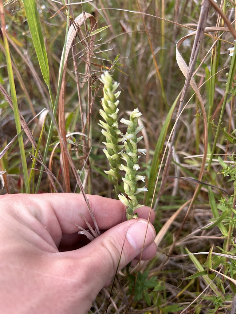 nodding ladies' tresses complex in September 2023 by Taylor Sturm
