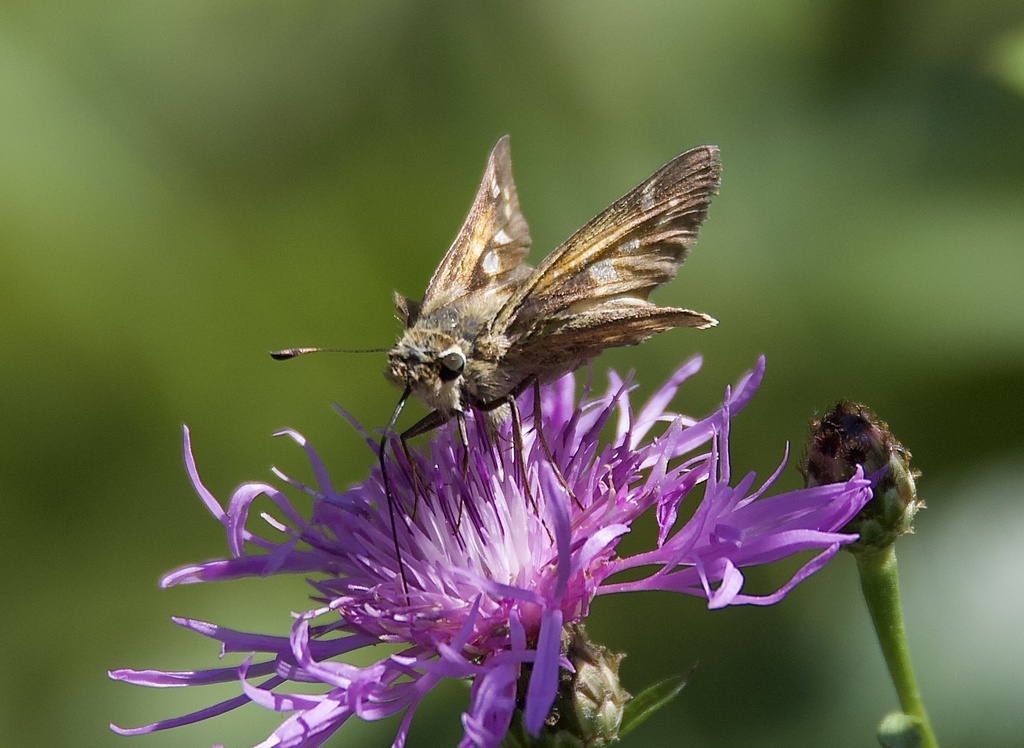 Sachem from Amwell Rd, Somerset, NJ, US on September 20, 2023 at 1209