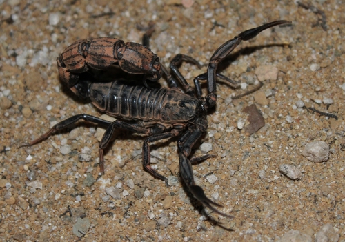 Black fat-tailed scorpion
