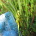 Carex bonplandii - Photo (c) Rudy Gelis, all rights reserved, uploaded by Rudy Gelis